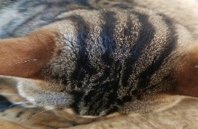 Bengal Cats - 4 Black Stripes, Forehead to Neck