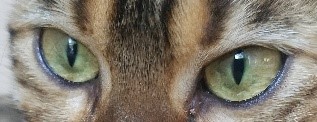 Bengal Cats - Black Eyeliner