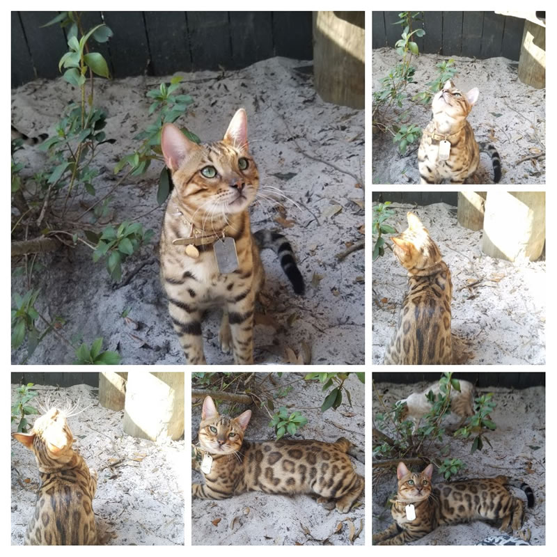 Our Bengal Cat King Ezekiel Montage
