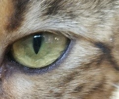 Bengal Cats - Light Hair Around Eyes