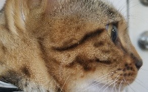 Bengal Cats - Mascara Streaking Lines off Eyes